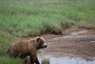 Illustration for article titled Please Enjoy This Gallery Of Amazing Bear Photos